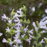 Salvia Finngrove P68salfin - Garden Express Australia