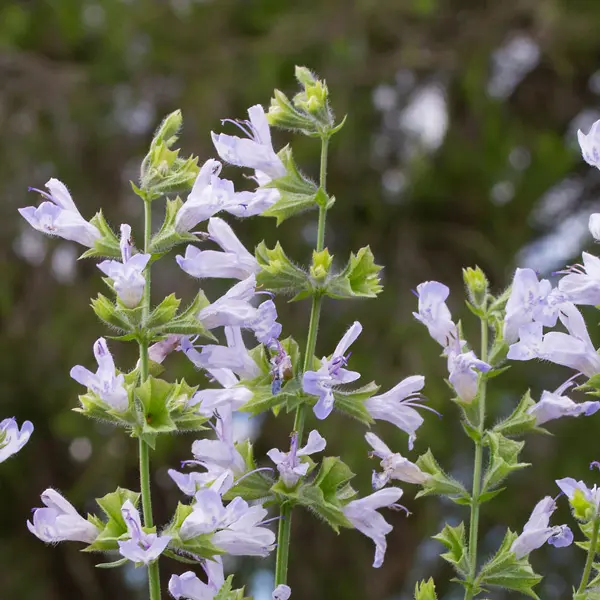 Salvia Finngrove Salvia Finngrove