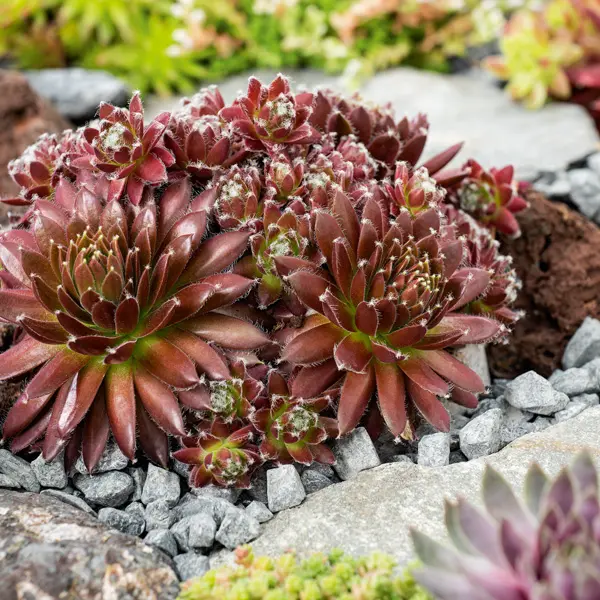 Sempervivum Cinnamon Starburst Sempervivum Cinnamon Starburst