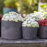 Sempervivum Colorockz Arctic White Plasemcaw - Garden Express Australia