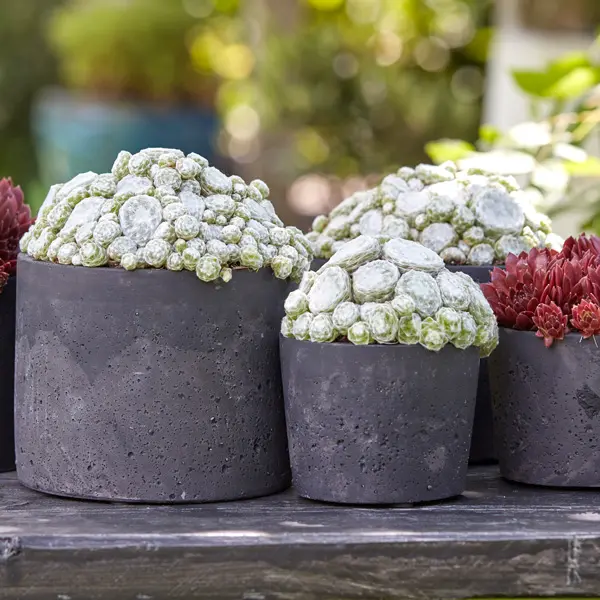 Sempervivum Colorockz Arctic White Sempervivum Colorockz Arctic White