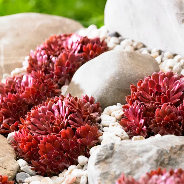 Sempervivum Colorockz Coral Red