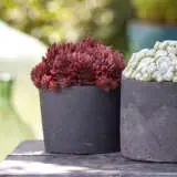 Sempervivum Colorockz Coral Red Sempervivum Colorockz Coral Red