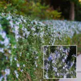 Starter Pack Rosemary Herb Cottage Colroshco - Garden Express Australia