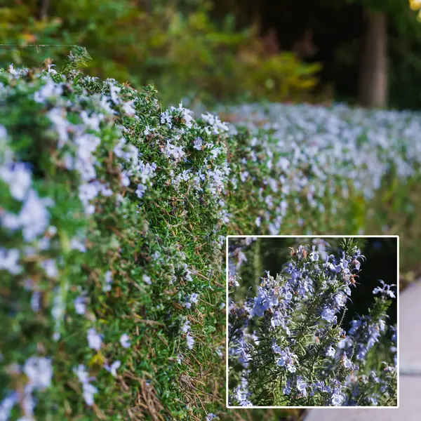 Starter Pack – Rosemary Herb Cottage