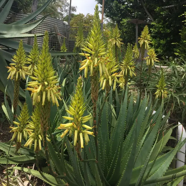 Aloe Sun King Tm Aloe Sun King Tm