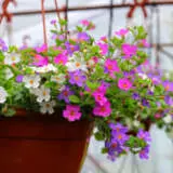Bacopa Colbacopa - Garden Express Australia