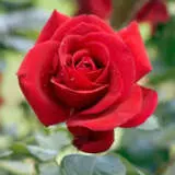 Camp David 13 - Garden Express Australia