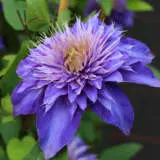 Clematis Multi Blue Clematis Multi Blue