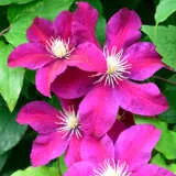 Clematis Sunset P10clesst - Garden Express Australia