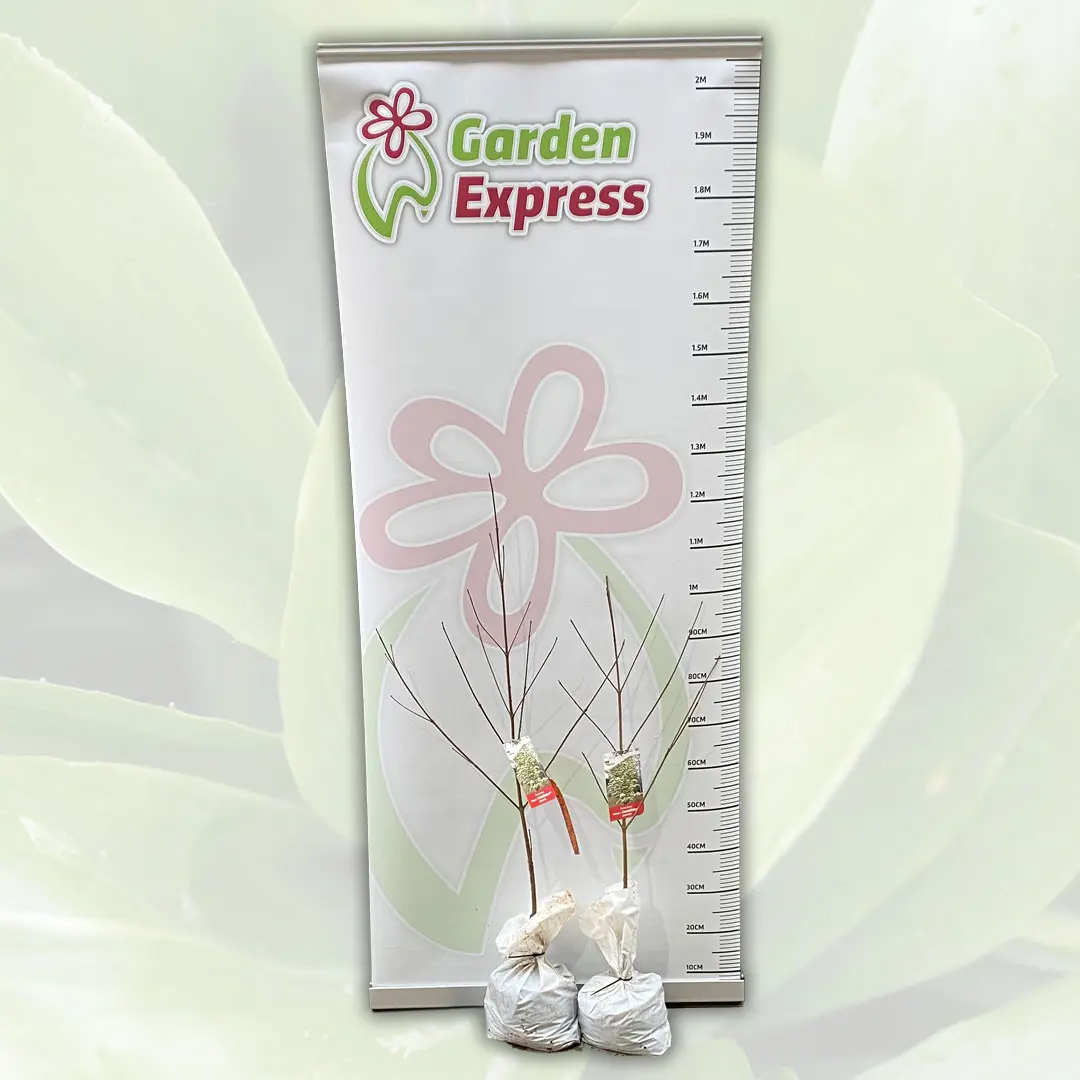 Cornus Kousa Constellation (pbr) Cornus Kousa Constellation (pbr)