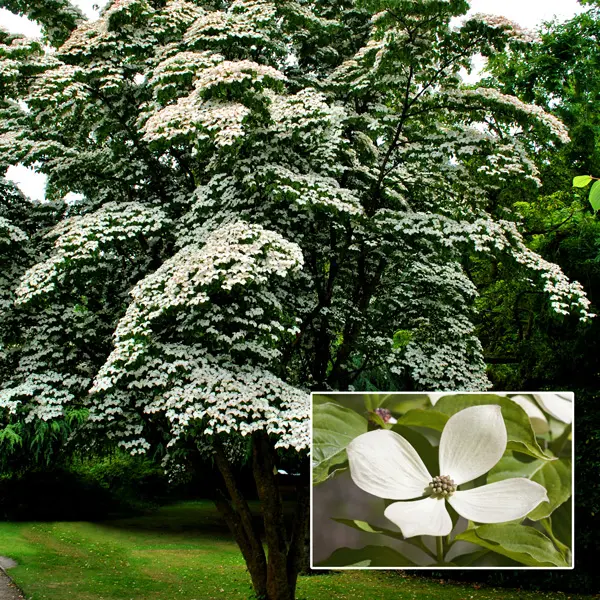 Cornus Kousa Constellation (pbr) Cornus Kousa Constellation (pbr)