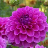 Dahlia Pink Wonder Pkdahpwo - Garden Express Australia
