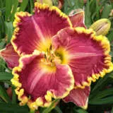 Daylily Daria Pkdlidar - Garden Express Australia