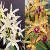 Dendrobium Orchid Greta Snow Cheryl X Brimbank Cosmic Cobber Journey Lpodorgsb - Garden Express Australia
