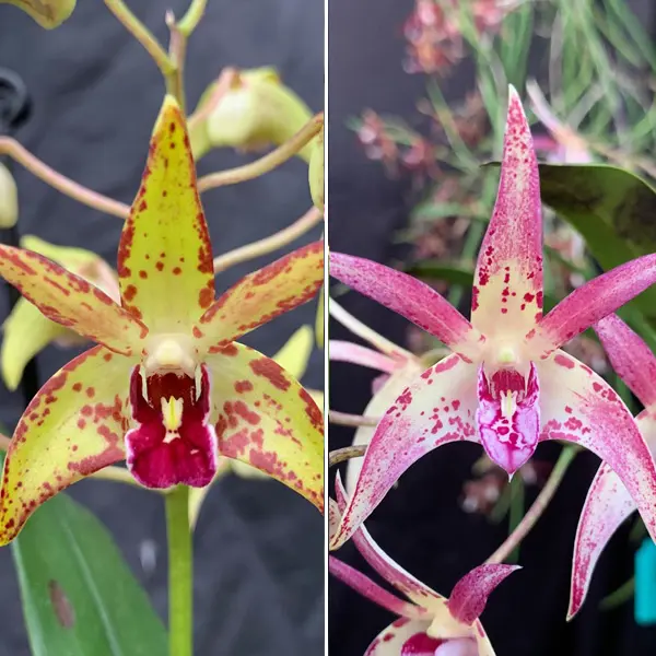 Dendrobium Orchid Jazz Red Lip X Aussie Victory The Giant Dendrobium Orchid Jazz Red Lip X Aussie Victory The Giant