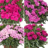 Dianthus Peman Collection Coldiapec - Garden Express Australia