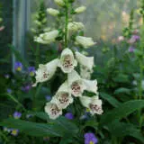 Digitalis Pams Choice Digitalis Pams Choice