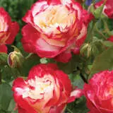 Double Delight Roshdde 2020 - Garden Express Australia