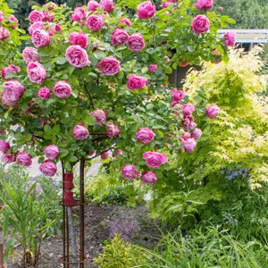 Patio Rose Fragrant Plum Patio Rose Fragrant Plum