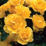 Gold Bunny Rosfgbu 2020 - Garden Express Australia