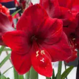 Hippeastrum Carmen Bulhipcar - Garden Express Australia