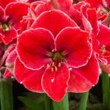 Hippeastrum Magical Touch Pkhipmto - Garden Express Australia