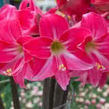 Hippeastrum Neon Eon Pkhipneo - Garden Express Australia