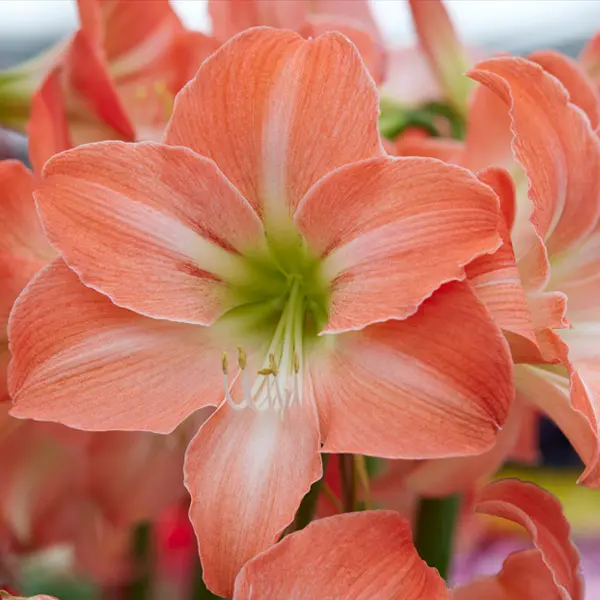 Hippeastrum Serenity Hippeastrum Serenity