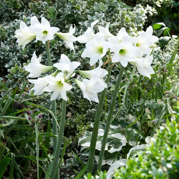 Hippeastrum Sonatini White Rascal Hippeastrum Sonatini White Rascal