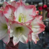 Hippeastrum Sophia Pkhipsof - Garden Express Australia