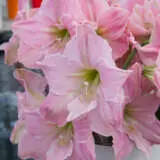 Hippeastrum Sweet Star Pkhipsst - Garden Express Australia