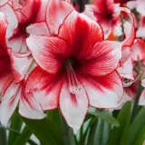 Hippeastrum Temptation Pkhiptem - Garden Express Australia