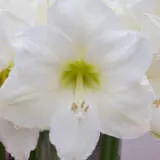Hippeastrum White Queen Pkhipwqu - Garden Express Australia