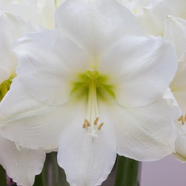 Hippeastrum White Queen Hippeastrum White Queen