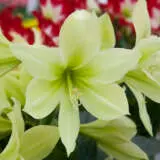 Hippeastrum Yellow Star Pkhipyst - Garden Express Australia