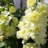 Hollyhock Double Yellow P68holdye - Garden Express Australia