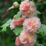 Hollyhock Peaches N Dreams P68holpdr - Garden Express Australia