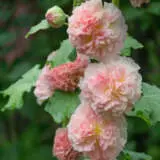 Hollyhock Peaches N Dreams Hollyhock Peaches N Dreams