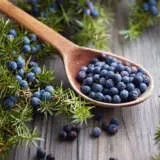 Juniper Berry Plant - Garden Express Australia