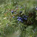 Juniper Berry Plant Juniper Berry Plant