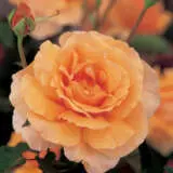 Just Joey Rospjjo - Garden Express Australia