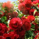 Kardinal 13 - Garden Express Australia