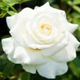 Pascali 2019 Roshpas - Garden Express Australia