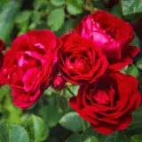 Satchmo Rospsat - Garden Express Australia