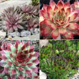 Sensational Sempervivums Col 3 2024 Colsense3 - Garden Express Australia