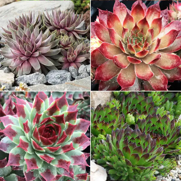 Sensational Sempervivums Collection 3 Sensational Sempervivums Collection 3
