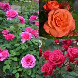 Showpiece Rose Collection 2025 2 Colrossc2 - Garden Express Australia