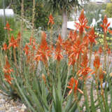 Aloe Always Red (Pbr) 100mm Pot Aloe Always Red (Pbr) 100mm Pot