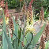 Aloe Ivory Dawn - Garden Express Australia
